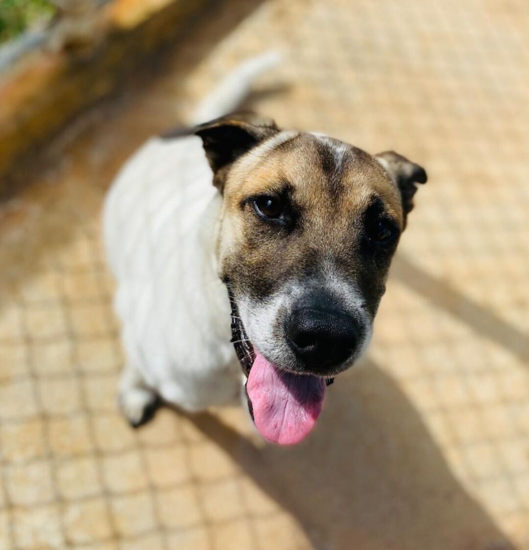Pet of the Week: Cash